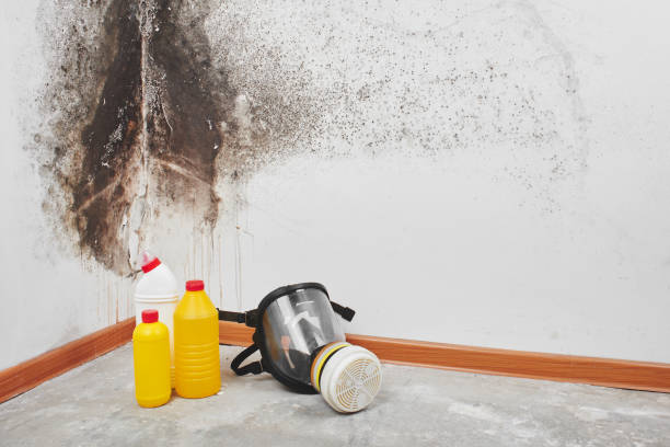 Best Attic Mold Remediation in Mccaysville, GA
