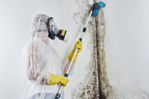 Reliable Mccaysville, GA Mold Remediation Solutions