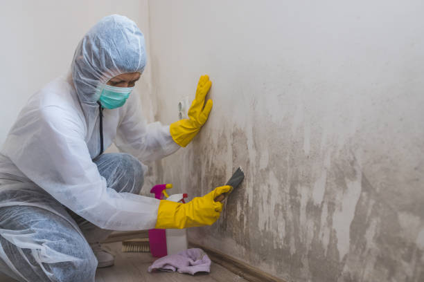 Best Industrial Mold Remediation in Mccaysville, GA