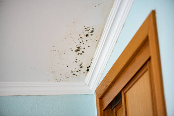 Best Mold Remediation for Specific Building Types in Mccaysville, GA