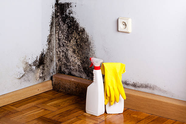 Best Black Mold Remediation in Mccaysville, GA